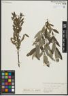 Foto von Salix repens L. x Salix viminalis L.